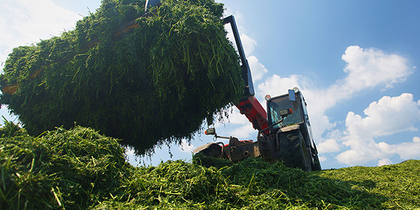 Green Waste Disposal