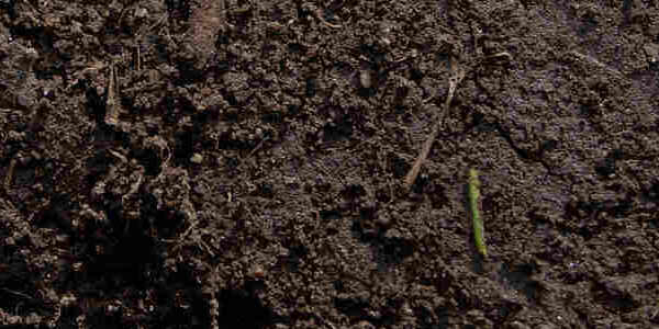 Lawn Soil
