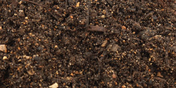 Plant Soil