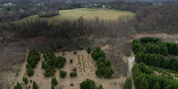The Farm